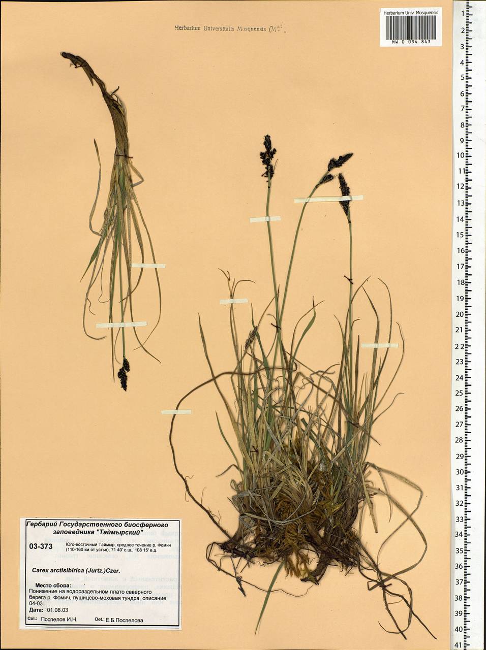 Carex bigelowii subsp. arctisibirica (Jurtzev) Á.Löve & D.Löve, Siberia, Central Siberia (S3) (Russia)