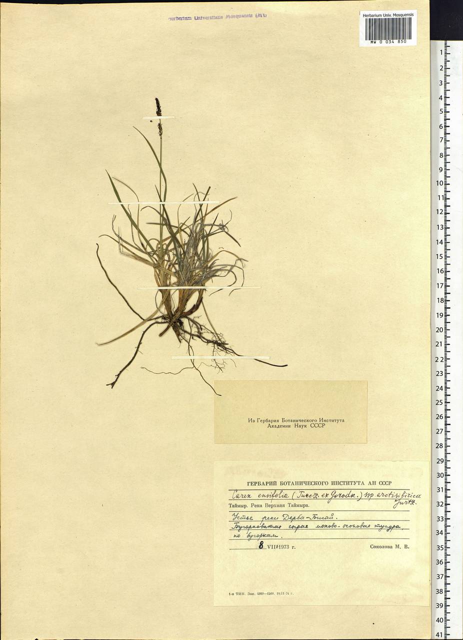 Carex bigelowii subsp. arctisibirica (Jurtzev) Á.Löve & D.Löve, Siberia, Central Siberia (S3) (Russia)