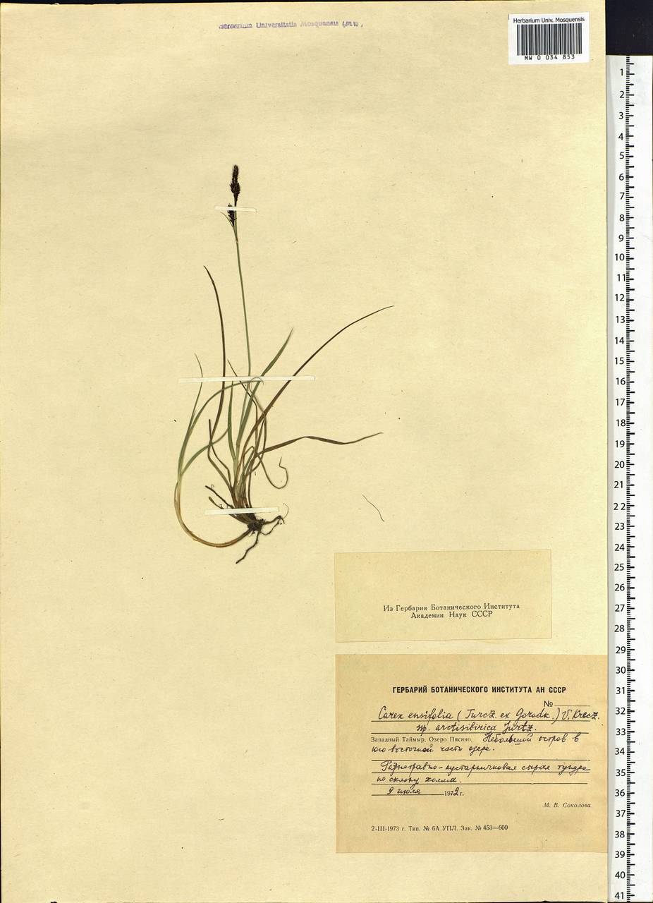 Carex bigelowii subsp. arctisibirica (Jurtzev) Á.Löve & D.Löve, Siberia, Central Siberia (S3) (Russia)