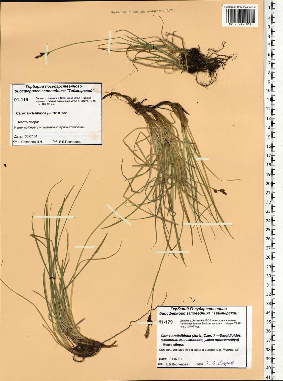 Carex bigelowii subsp. arctisibirica (Jurtzev) Á.Löve & D.Löve, Siberia, Central Siberia (S3) (Russia)