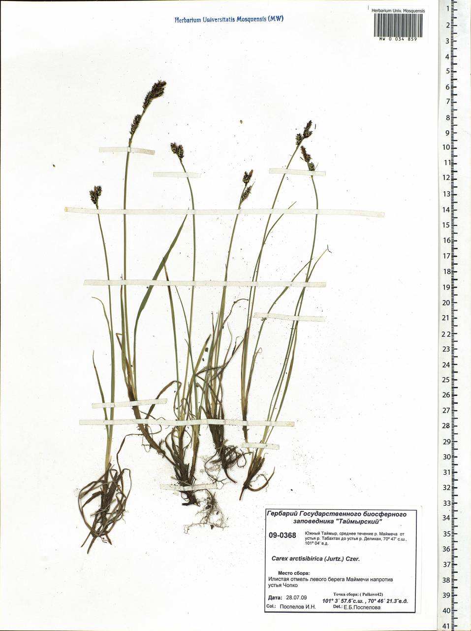 Carex bigelowii subsp. arctisibirica (Jurtzev) Á.Löve & D.Löve, Siberia, Central Siberia (S3) (Russia)