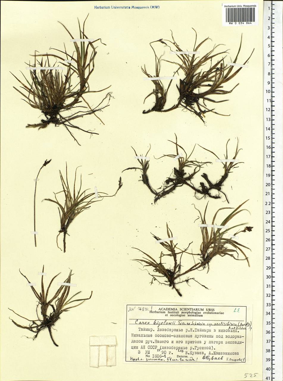 Carex bigelowii subsp. arctisibirica (Jurtzev) Á.Löve & D.Löve, Siberia, Central Siberia (S3) (Russia)