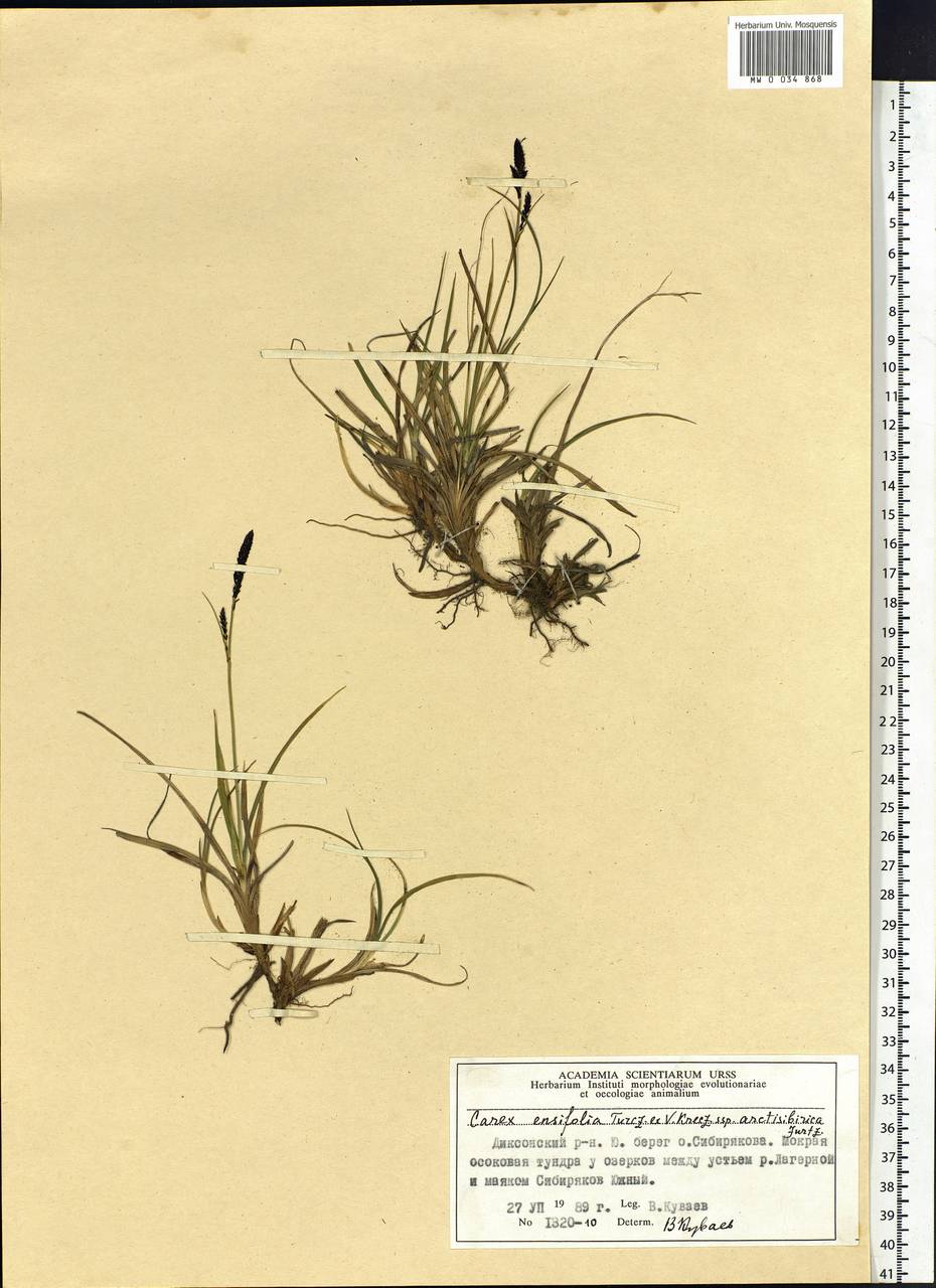 Carex bigelowii subsp. arctisibirica (Jurtzev) Á.Löve & D.Löve, Siberia, Central Siberia (S3) (Russia)
