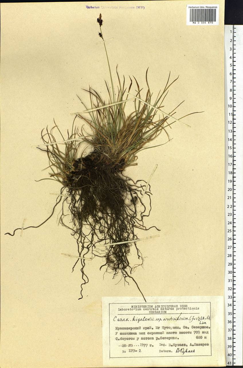 Carex bigelowii subsp. arctisibirica (Jurtzev) Á.Löve & D.Löve, Siberia, Central Siberia (S3) (Russia)