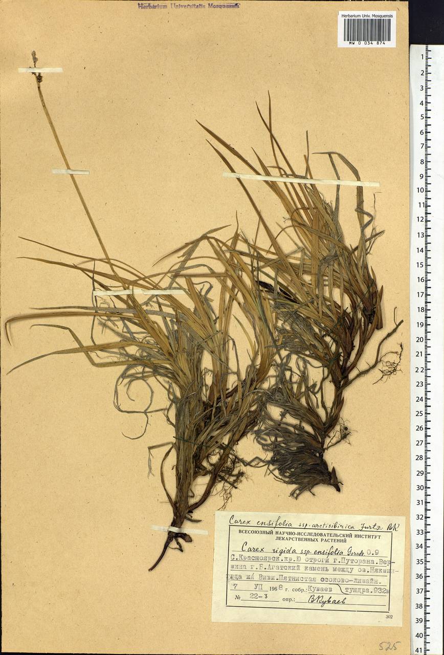 Carex bigelowii subsp. arctisibirica (Jurtzev) Á.Löve & D.Löve, Siberia, Central Siberia (S3) (Russia)