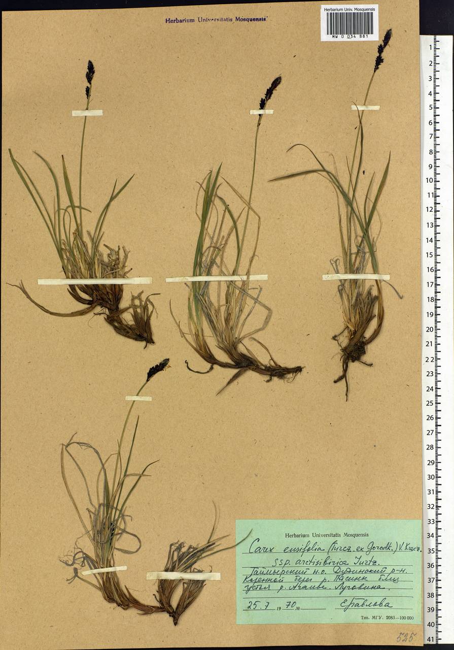 Carex bigelowii subsp. arctisibirica (Jurtzev) Á.Löve & D.Löve, Siberia, Central Siberia (S3) (Russia)