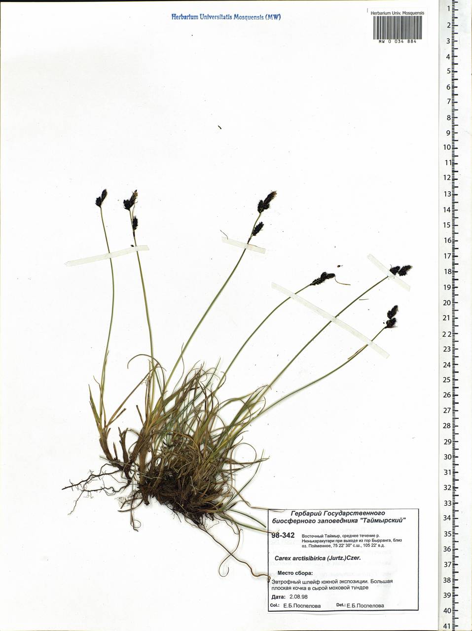 Carex bigelowii subsp. arctisibirica (Jurtzev) Á.Löve & D.Löve, Siberia, Central Siberia (S3) (Russia)