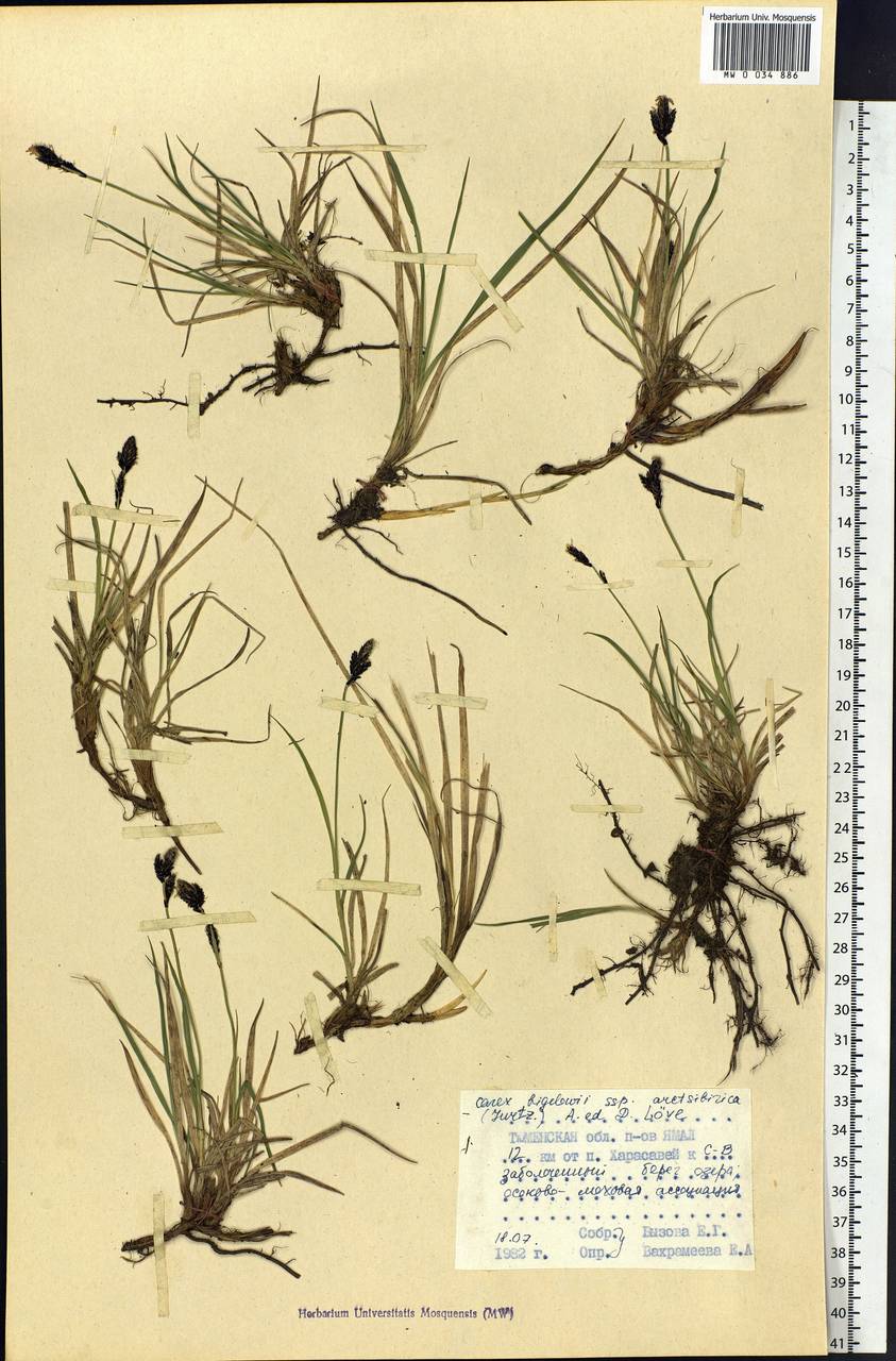 Carex bigelowii subsp. arctisibirica (Jurtzev) Á.Löve & D.Löve, Siberia, Western Siberia (S1) (Russia)