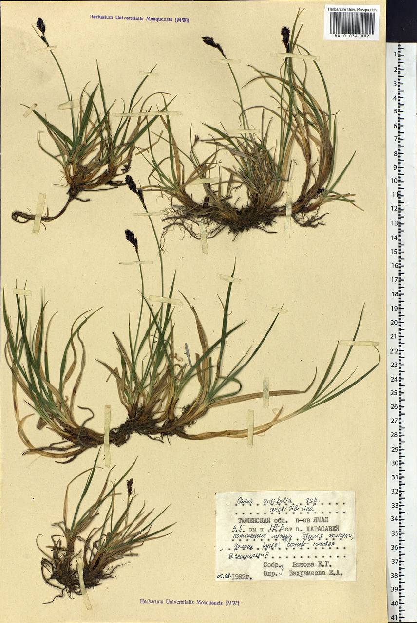 Carex bigelowii subsp. arctisibirica (Jurtzev) Á.Löve & D.Löve, Siberia, Western Siberia (S1) (Russia)