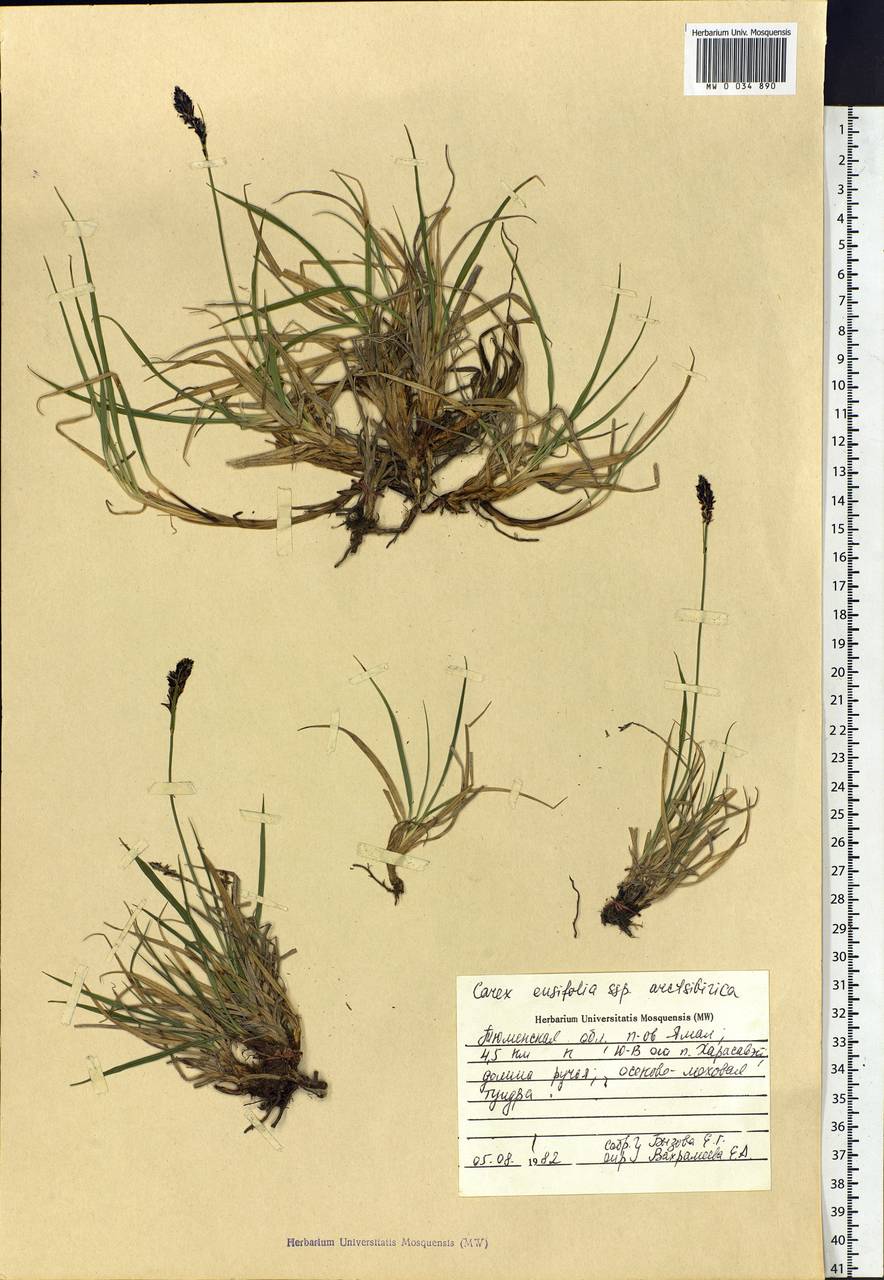 Carex bigelowii subsp. arctisibirica (Jurtzev) Á.Löve & D.Löve, Siberia, Western Siberia (S1) (Russia)