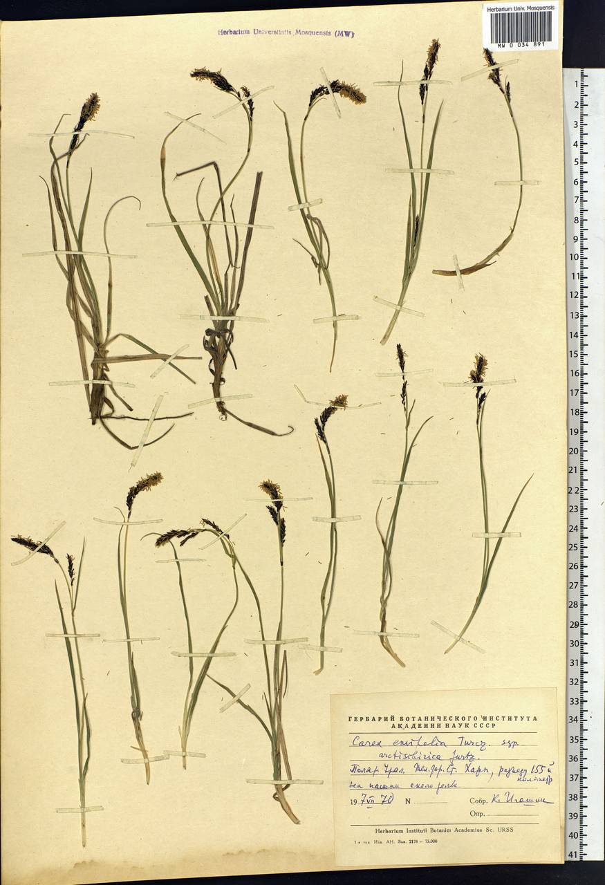 Carex bigelowii subsp. arctisibirica (Jurtzev) Á.Löve & D.Löve, Siberia, Western Siberia (S1) (Russia)