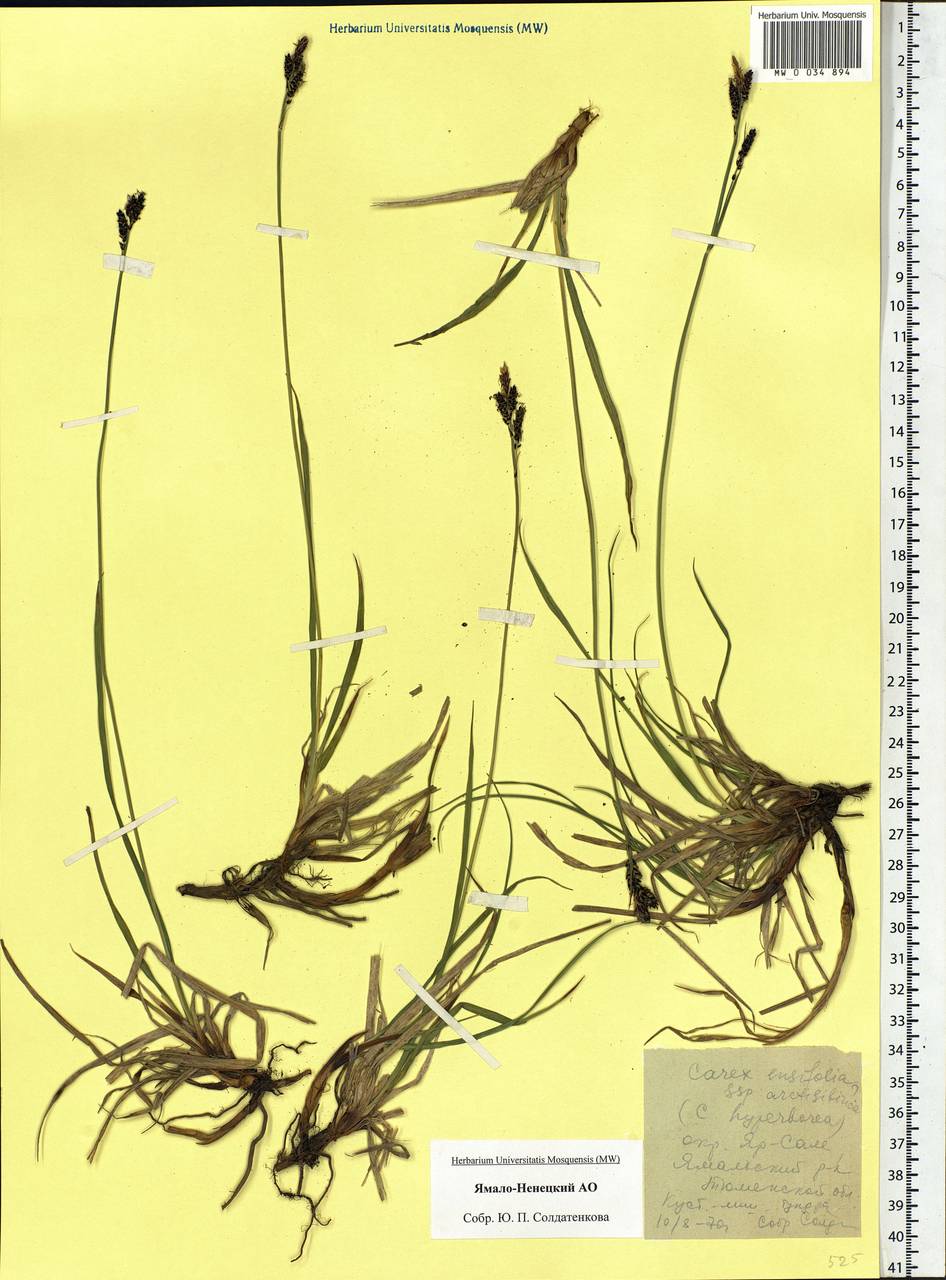 Carex bigelowii subsp. arctisibirica (Jurtzev) Á.Löve & D.Löve, Siberia, Western Siberia (S1) (Russia)