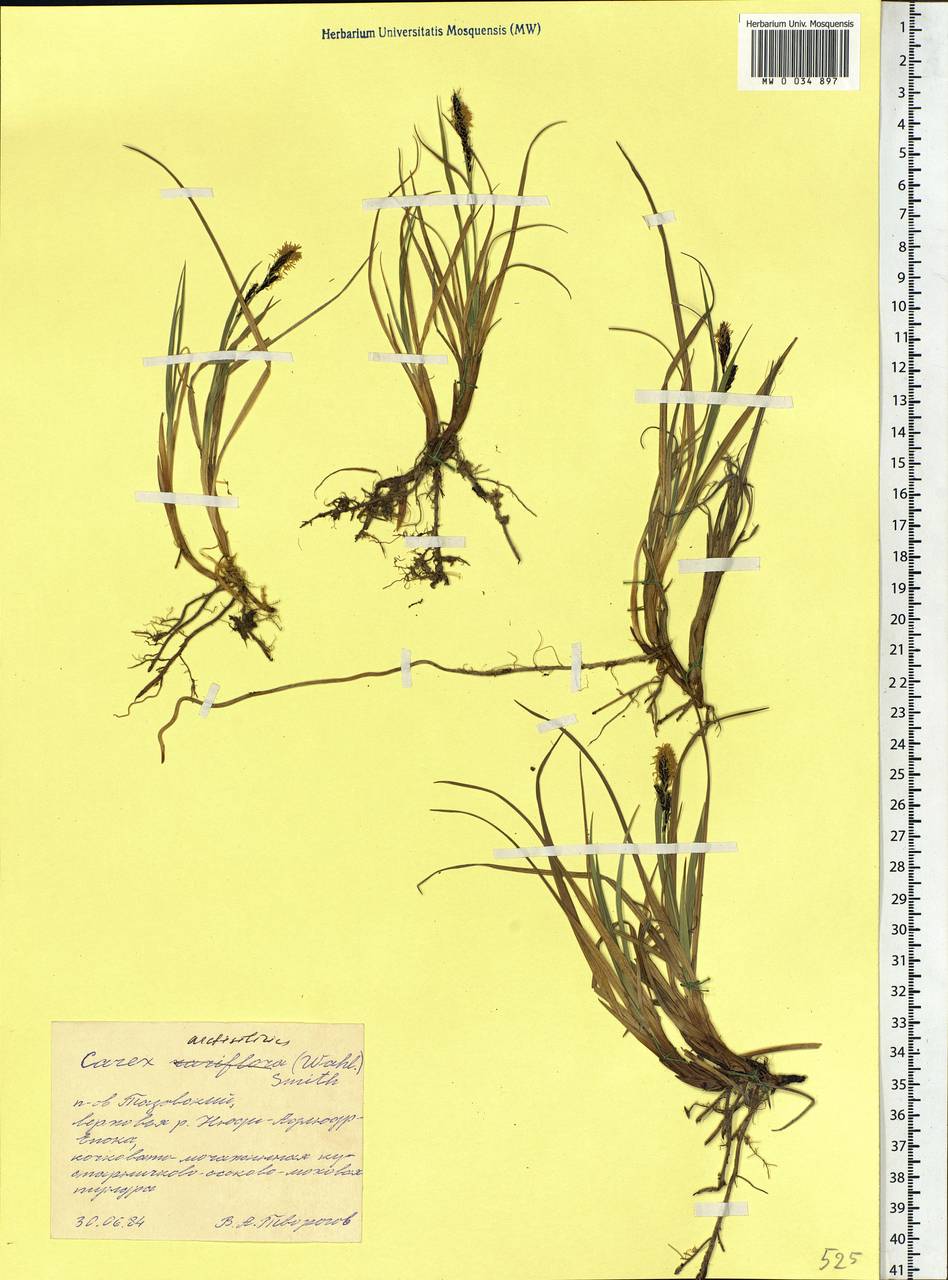 Carex bigelowii subsp. arctisibirica (Jurtzev) Á.Löve & D.Löve, Siberia, Western Siberia (S1) (Russia)