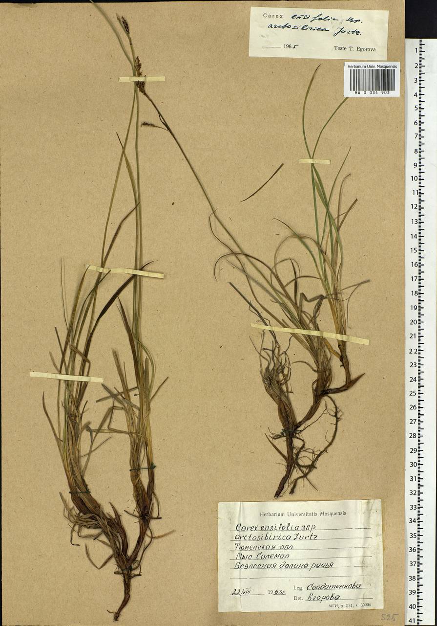 Carex bigelowii subsp. arctisibirica (Jurtzev) Á.Löve & D.Löve, Siberia, Western Siberia (S1) (Russia)