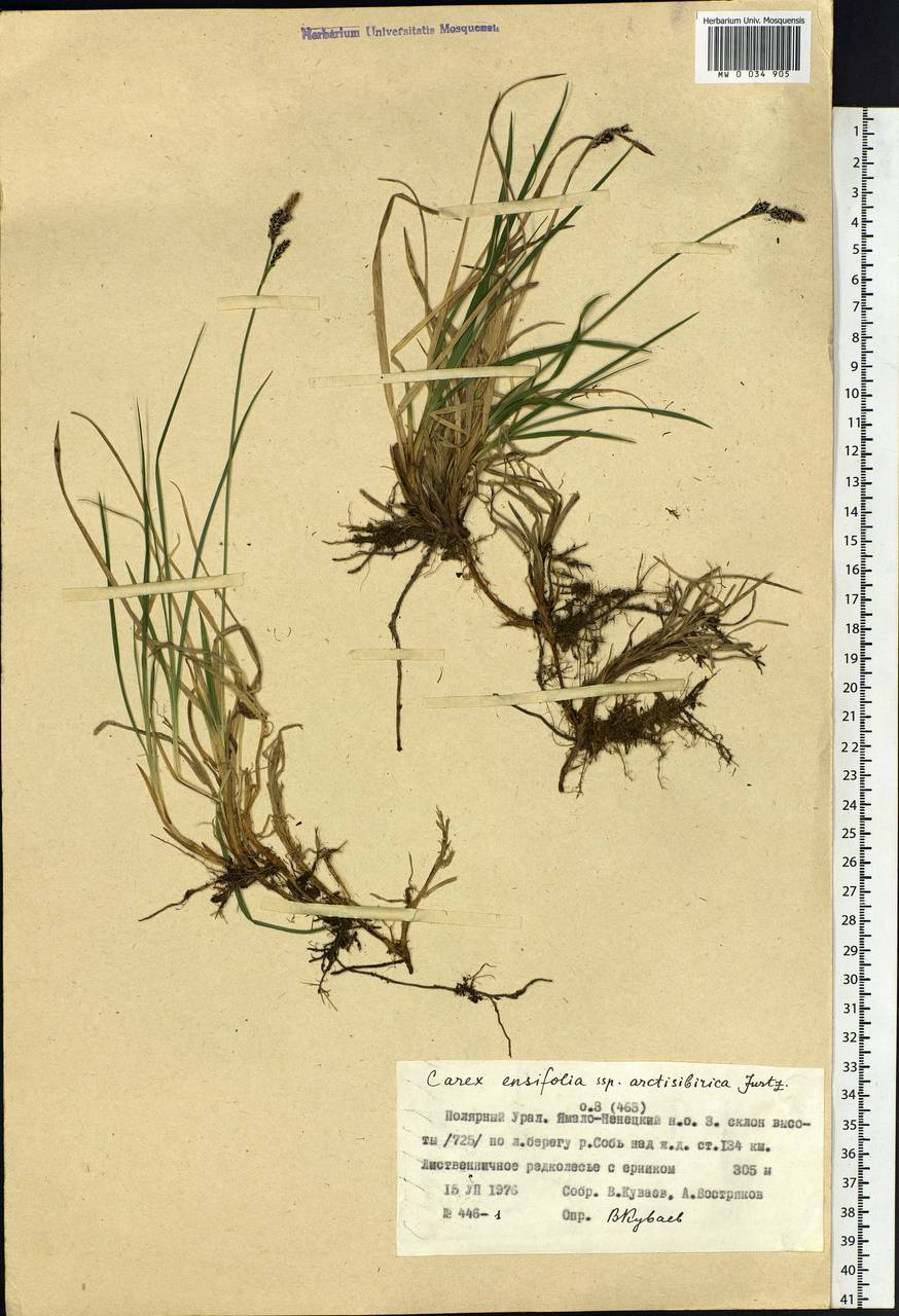 Carex bigelowii subsp. arctisibirica (Jurtzev) Á.Löve & D.Löve, Siberia, Western Siberia (S1) (Russia)