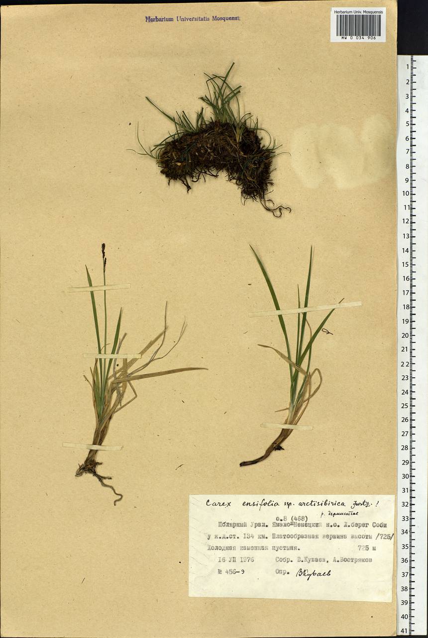 Carex bigelowii subsp. arctisibirica (Jurtzev) Á.Löve & D.Löve, Siberia, Western Siberia (S1) (Russia)