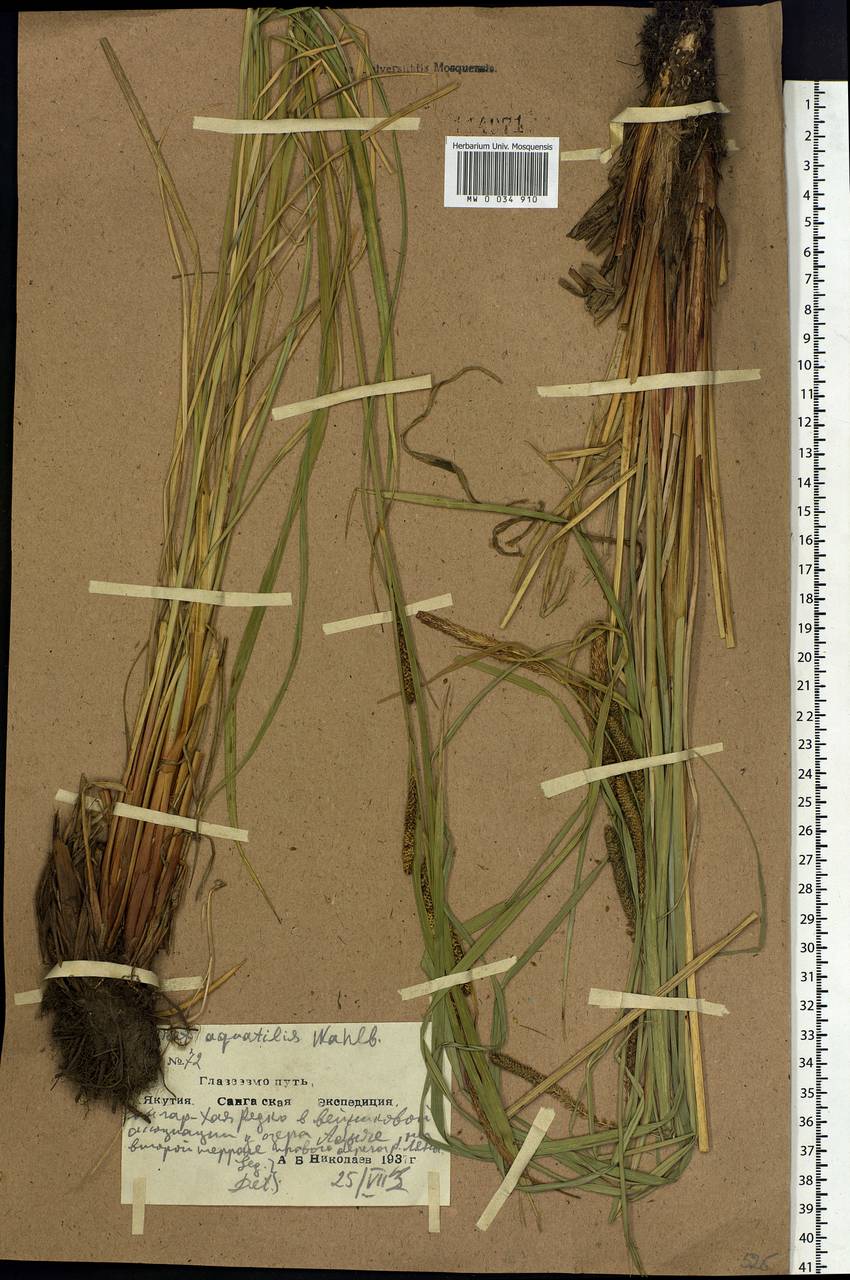 Carex aquatilis Wahlenb., Siberia, Yakutia (S5) (Russia)