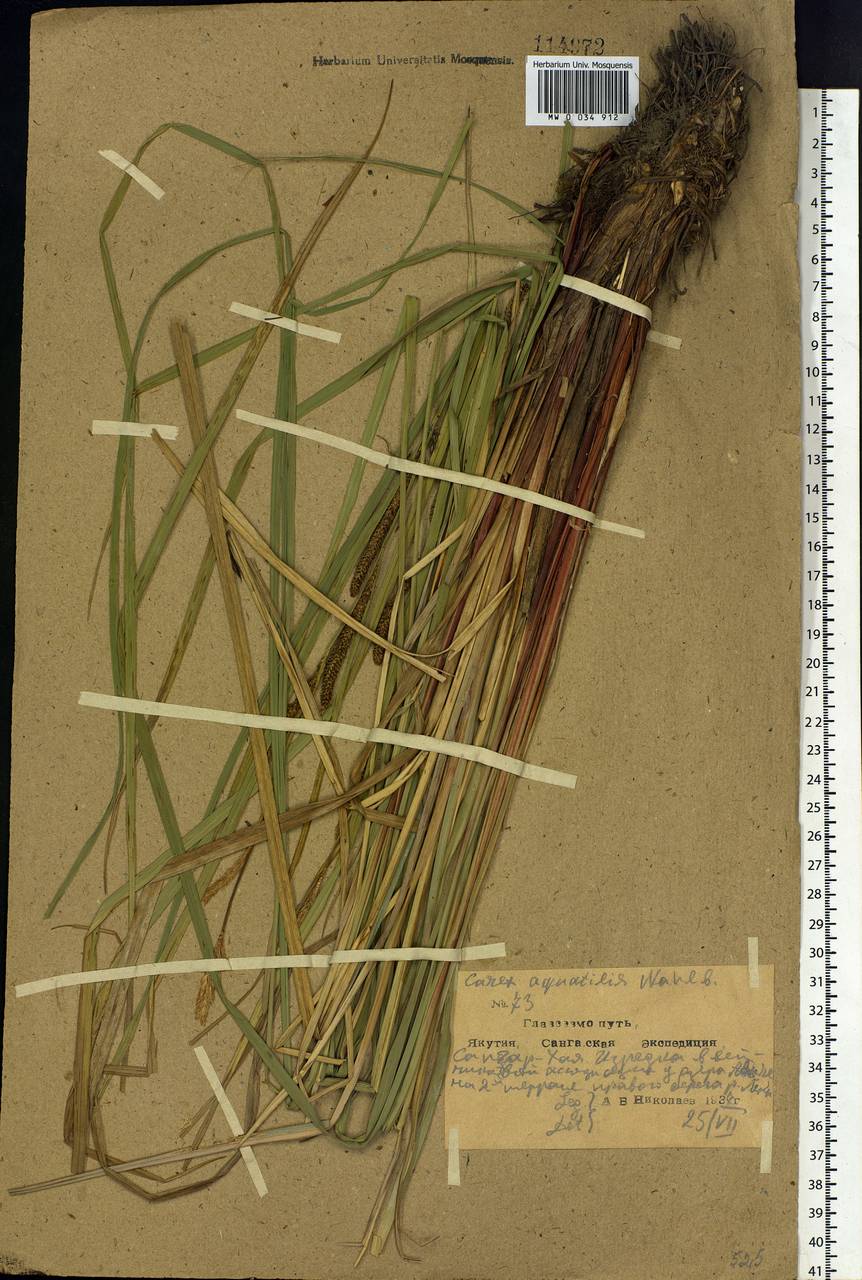 Carex aquatilis Wahlenb., Siberia, Yakutia (S5) (Russia)