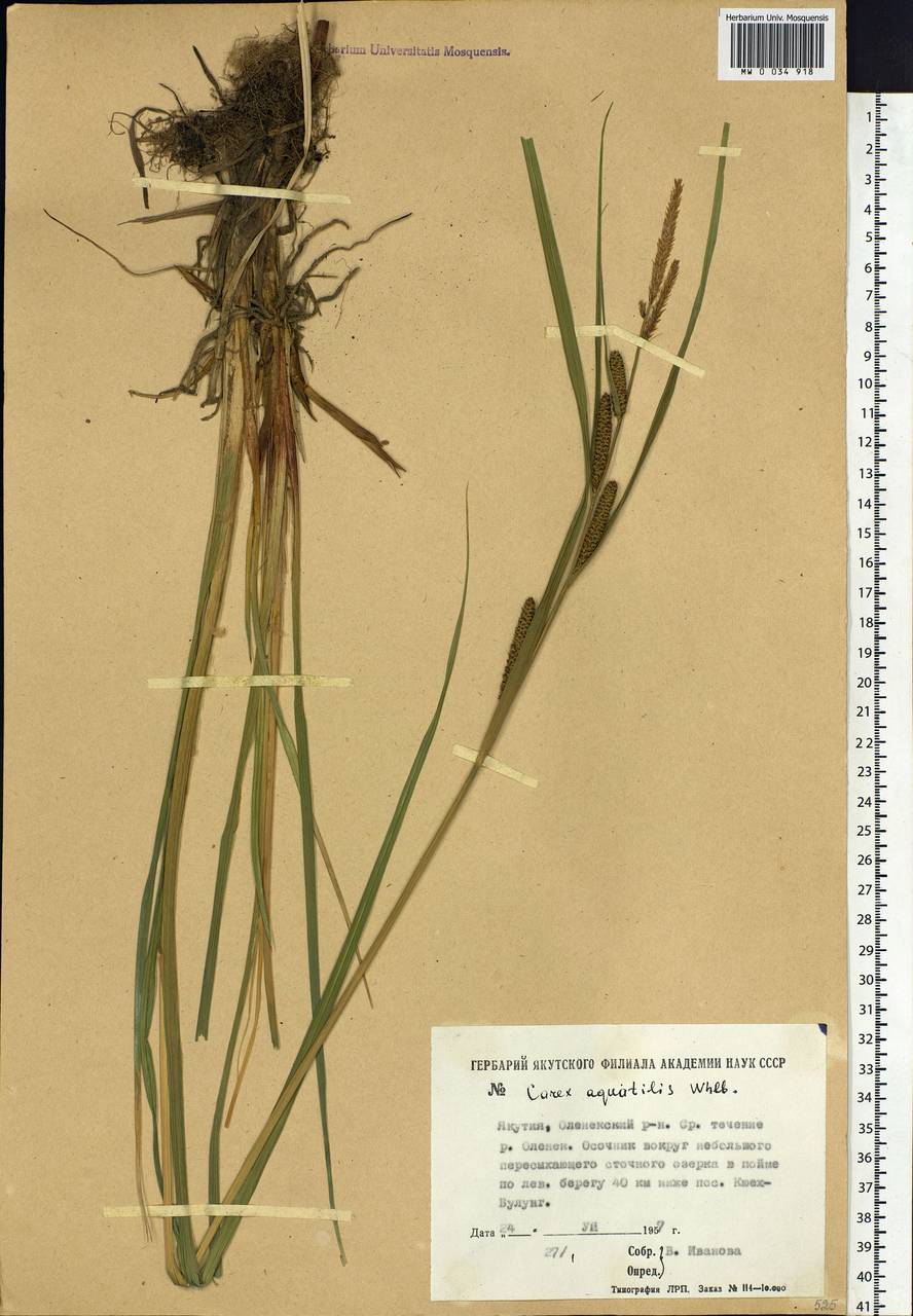Carex aquatilis Wahlenb., Siberia, Yakutia (S5) (Russia)