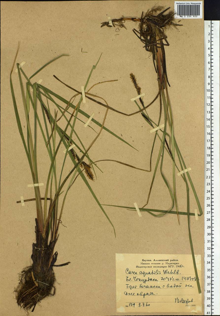 Carex aquatilis Wahlenb., Siberia, Yakutia (S5) (Russia)
