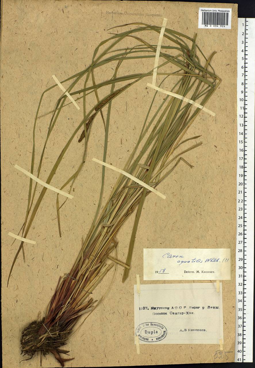Carex aquatilis Wahlenb., Siberia, Yakutia (S5) (Russia)
