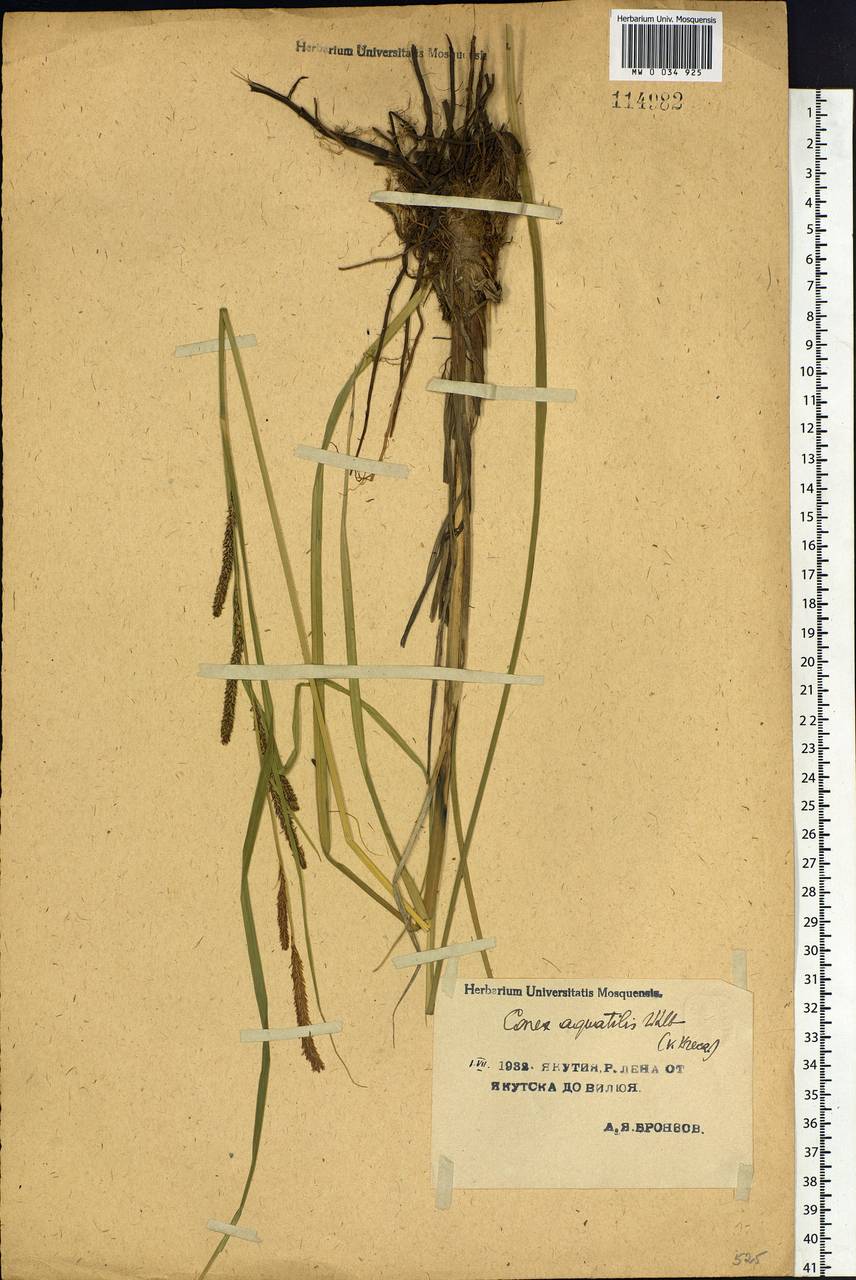 Carex aquatilis Wahlenb., Siberia, Yakutia (S5) (Russia)