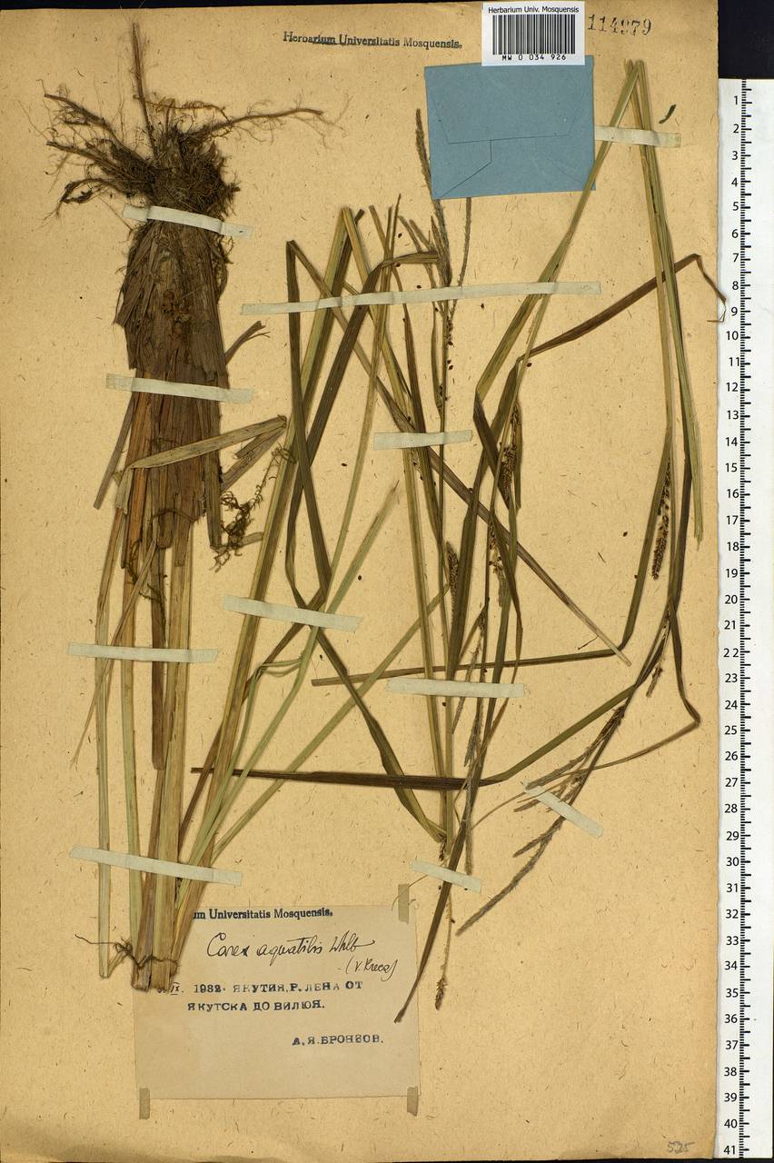 Carex aquatilis Wahlenb., Siberia, Yakutia (S5) (Russia)