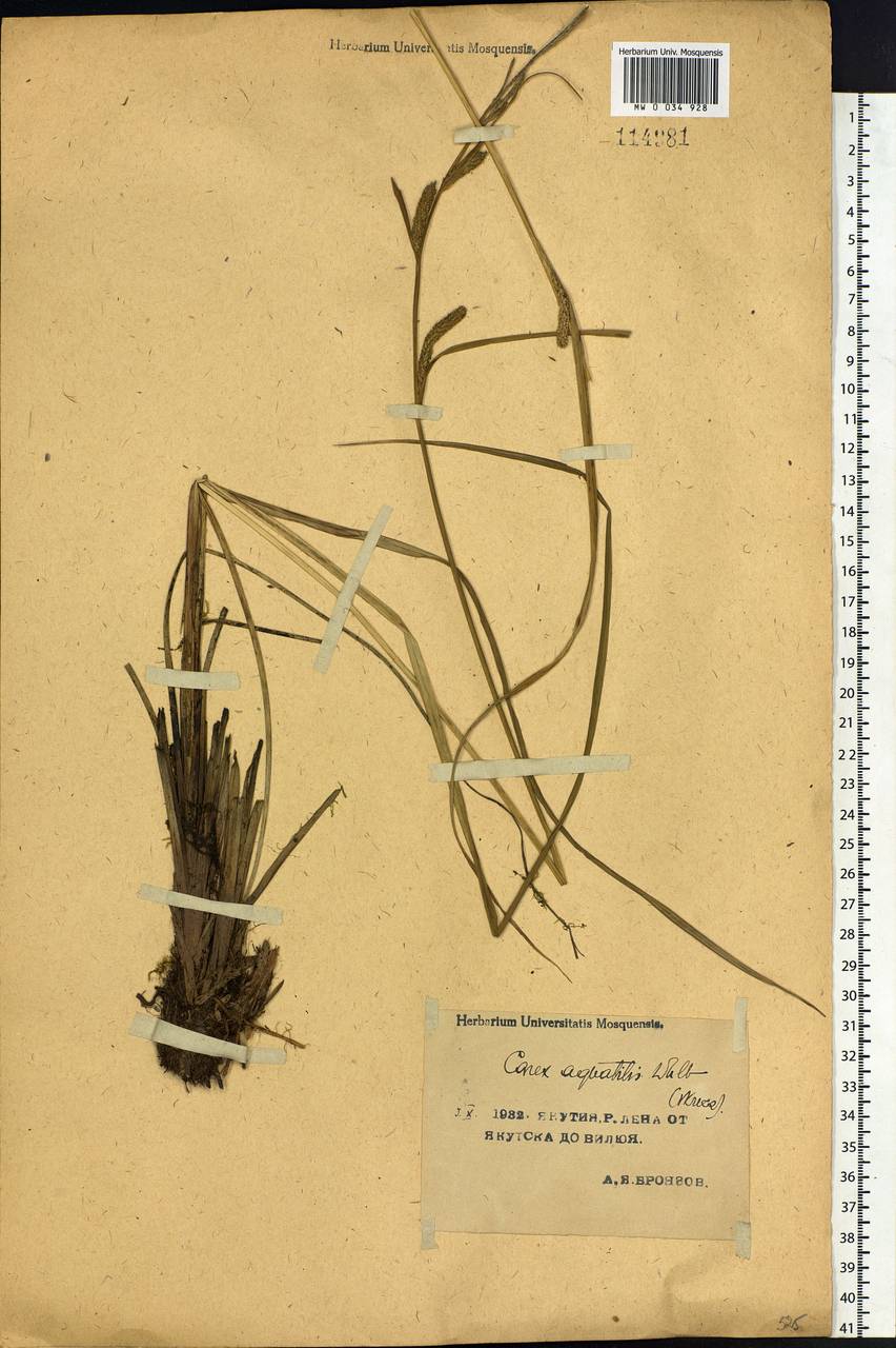 Carex aquatilis Wahlenb., Siberia, Yakutia (S5) (Russia)