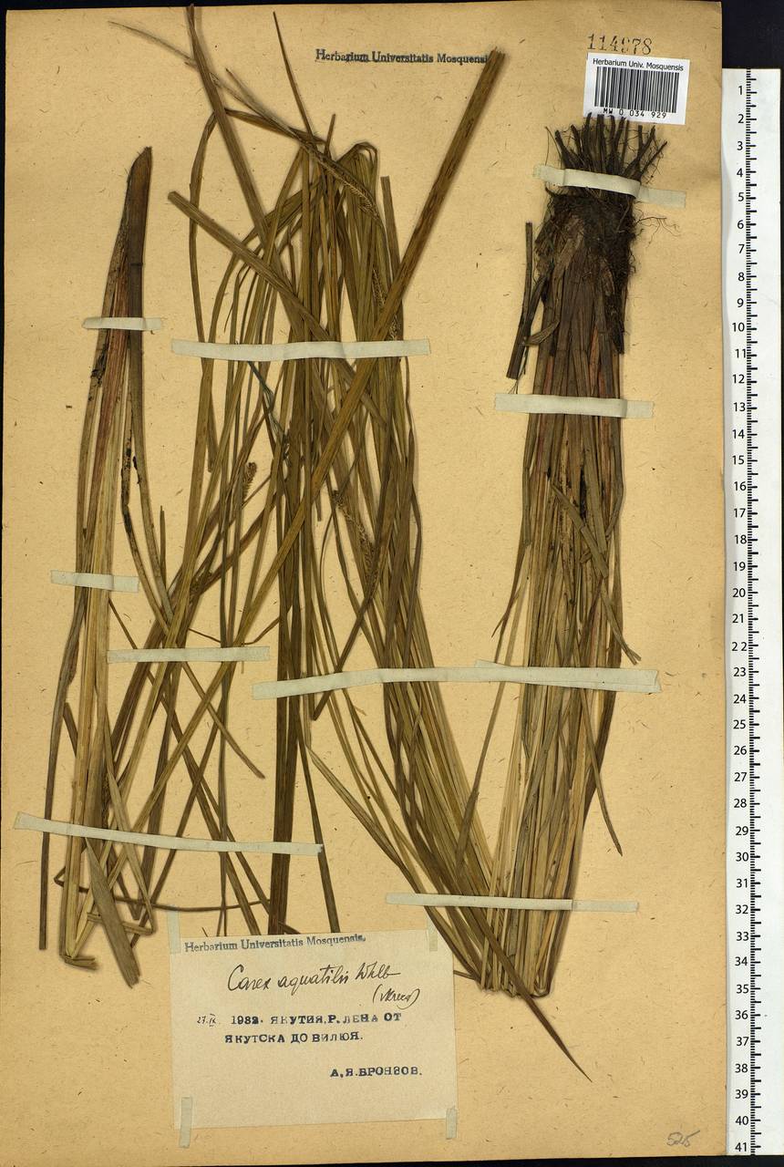 Carex aquatilis Wahlenb., Siberia, Yakutia (S5) (Russia)