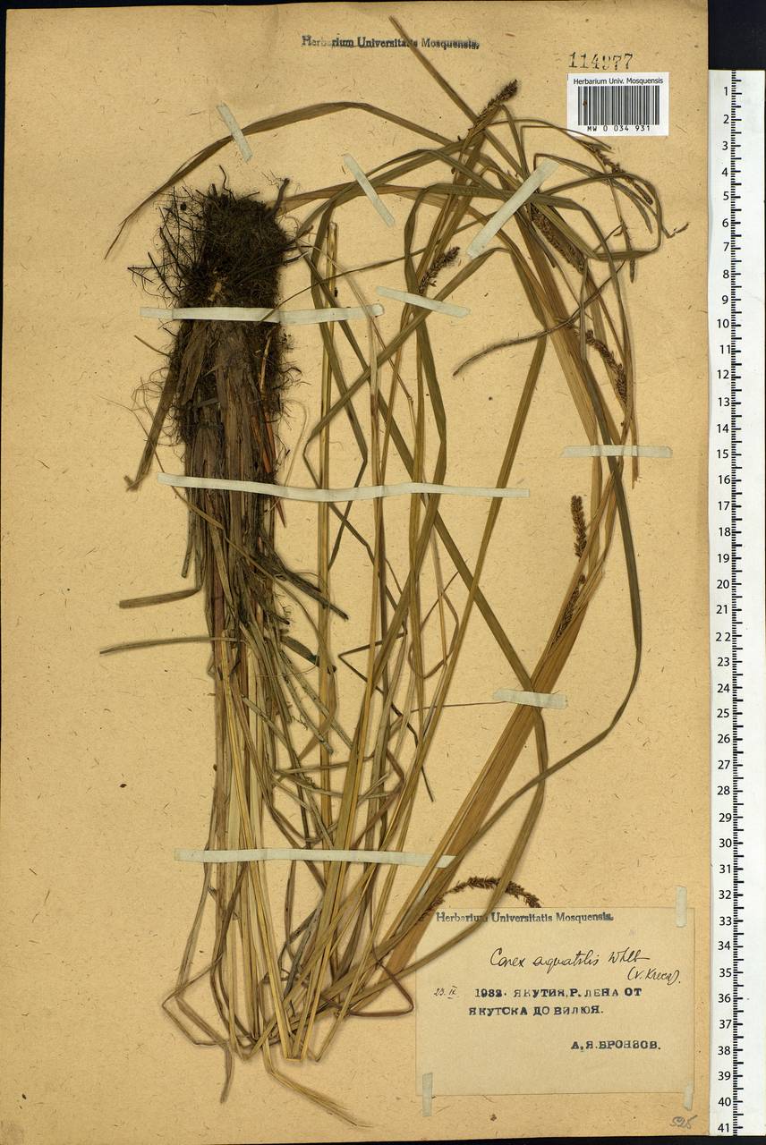 Carex aquatilis Wahlenb., Siberia, Yakutia (S5) (Russia)