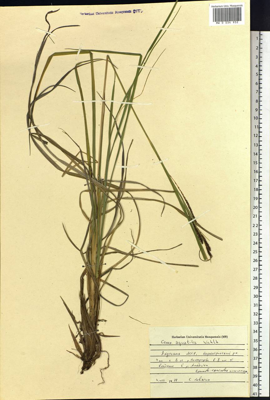 Carex aquatilis Wahlenb., Siberia, Yakutia (S5) (Russia)