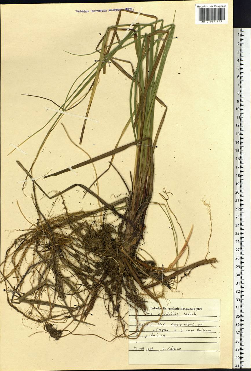 Carex aquatilis Wahlenb., Siberia, Yakutia (S5) (Russia)