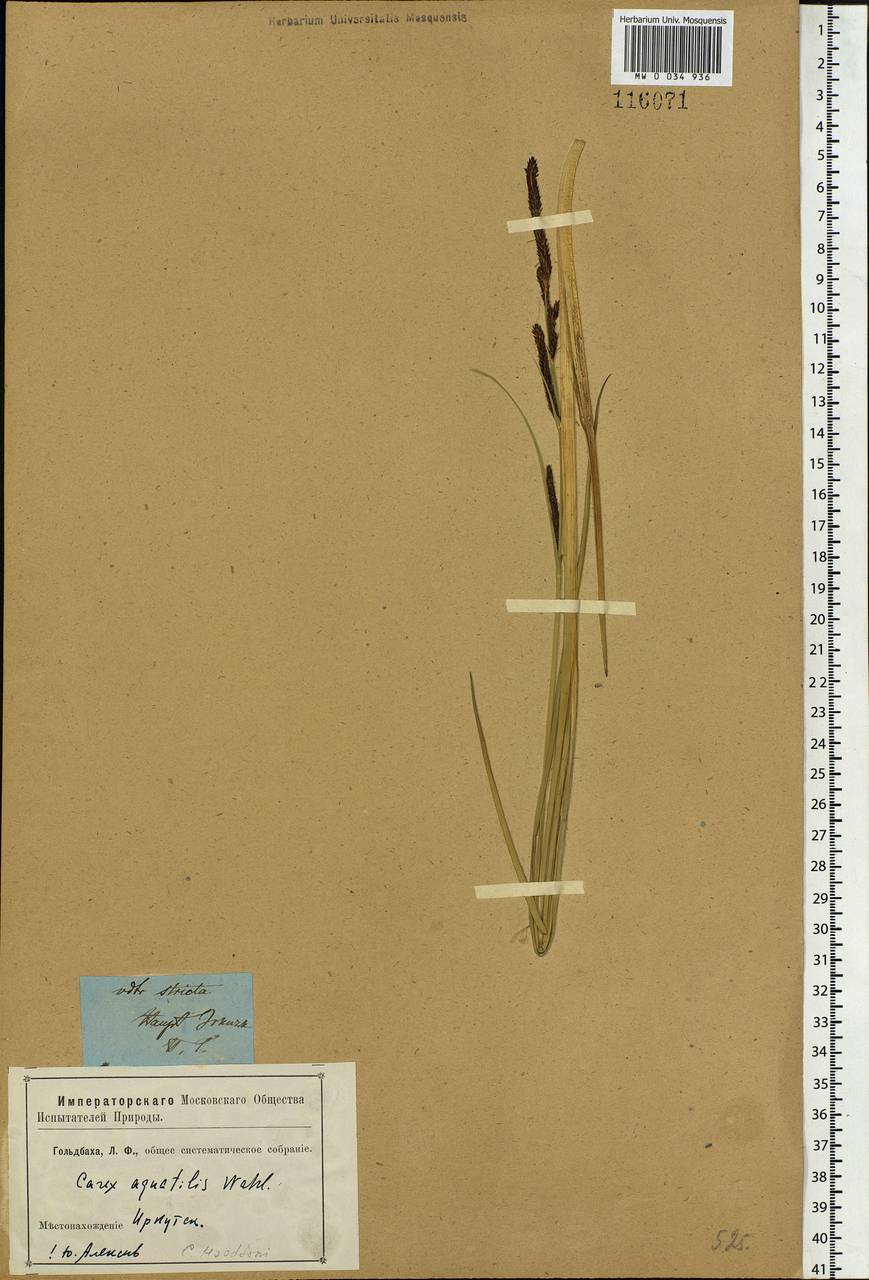 Carex aquatilis Wahlenb., Siberia, Baikal & Transbaikal region (S4) (Russia)