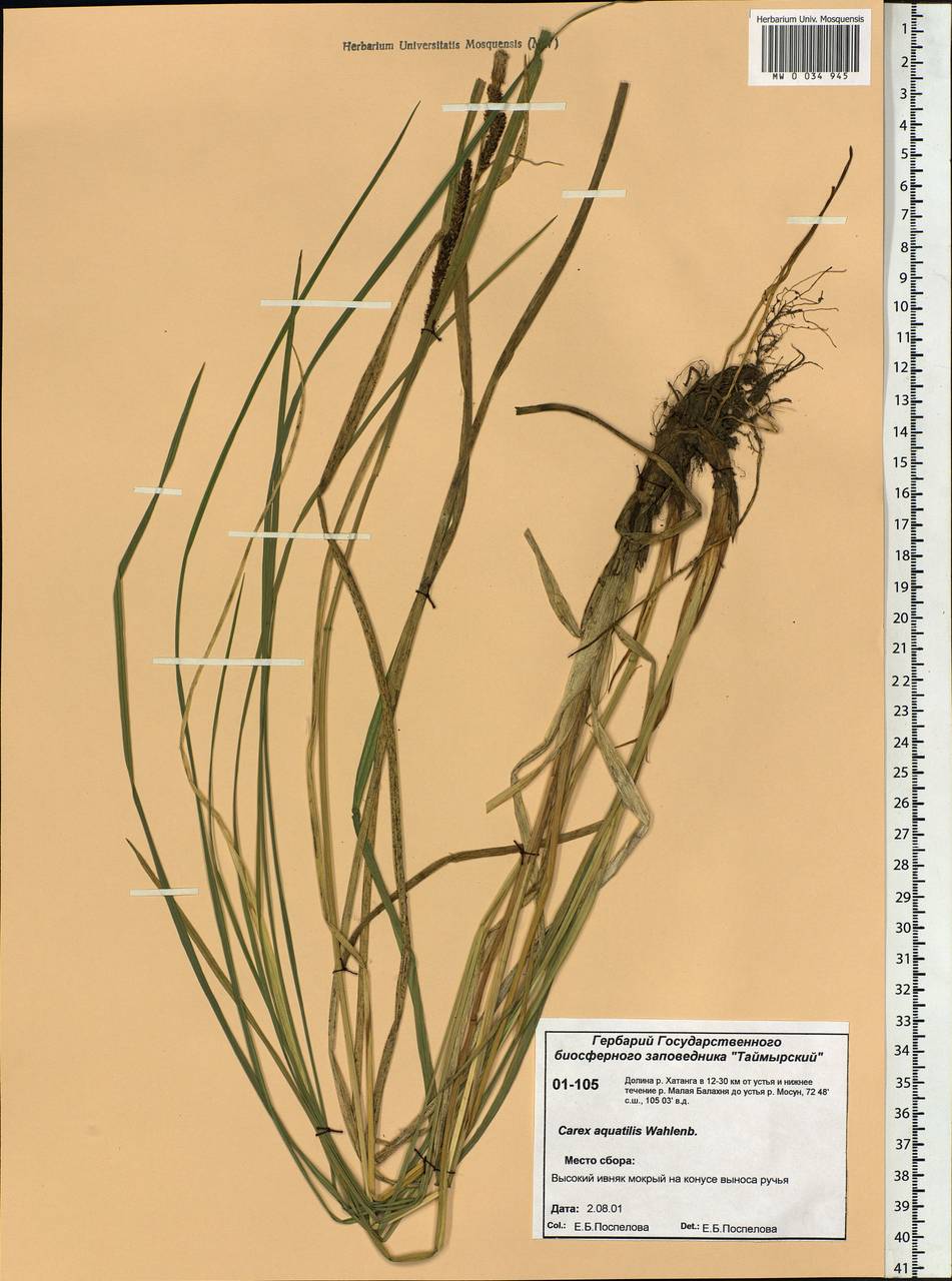 Carex aquatilis Wahlenb., Siberia, Central Siberia (S3) (Russia)