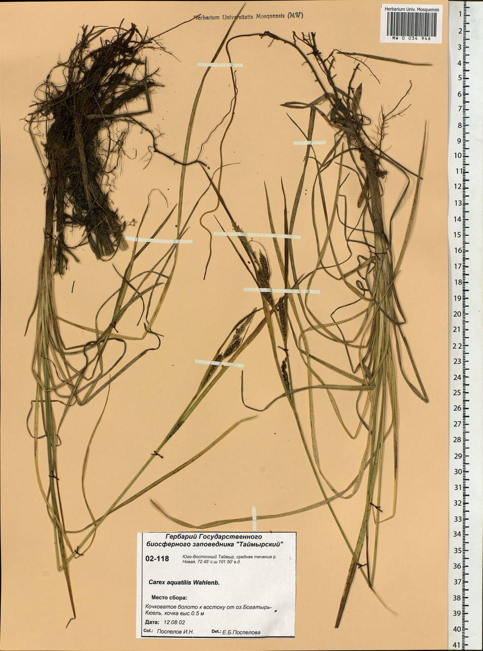 Carex aquatilis Wahlenb., Siberia, Central Siberia (S3) (Russia)