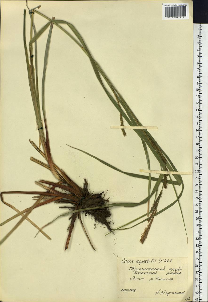 Carex aquatilis Wahlenb., Siberia, Central Siberia (S3) (Russia)