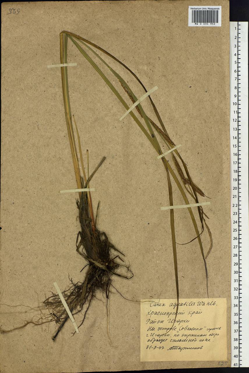 Carex aquatilis Wahlenb., Siberia, Central Siberia (S3) (Russia)