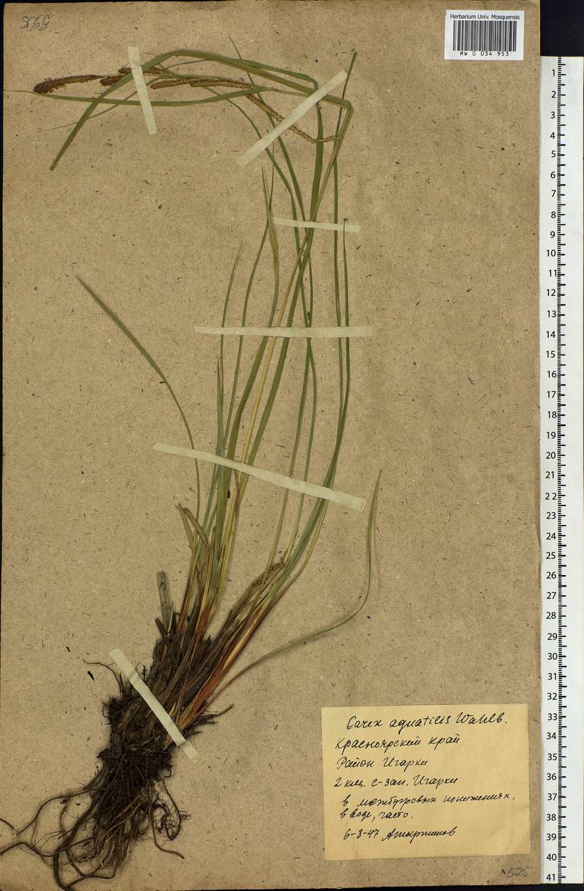 Carex aquatilis Wahlenb., Siberia, Central Siberia (S3) (Russia)