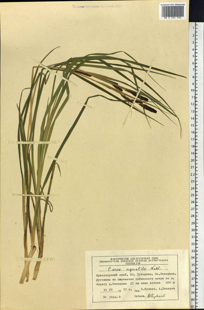 Carex aquatilis Wahlenb., Siberia, Central Siberia (S3) (Russia)