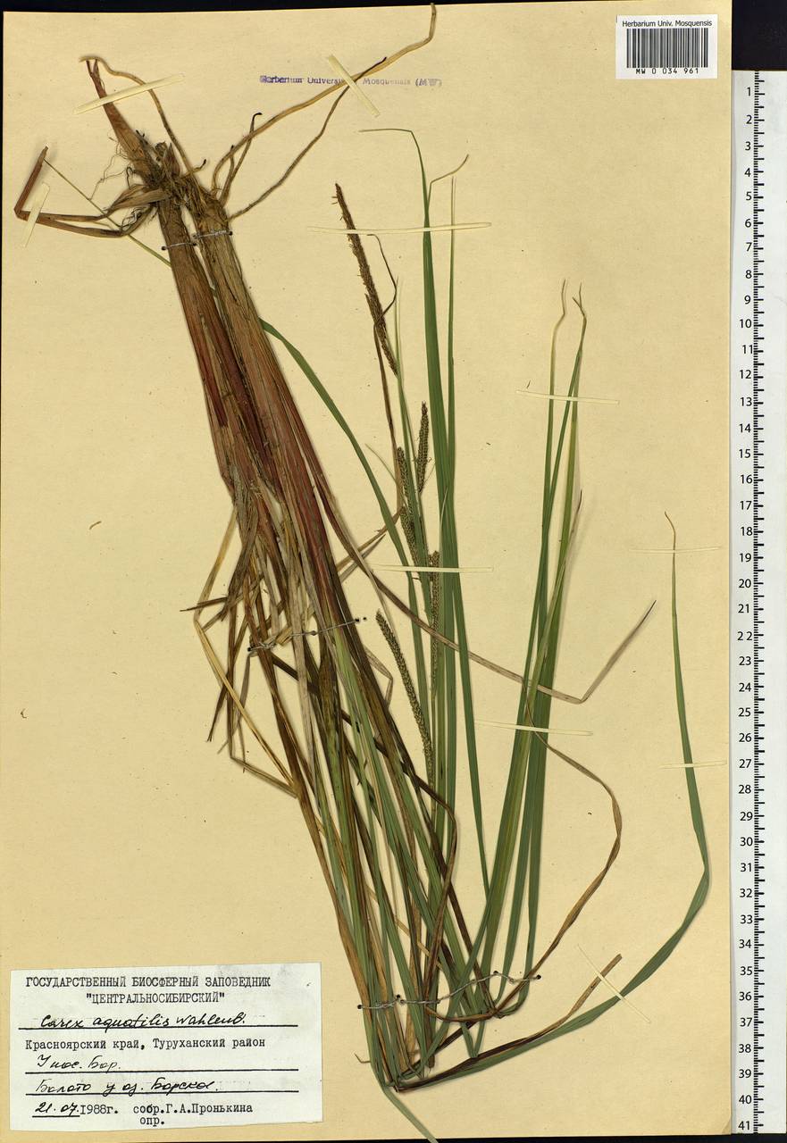 Carex aquatilis Wahlenb., Siberia, Central Siberia (S3) (Russia)