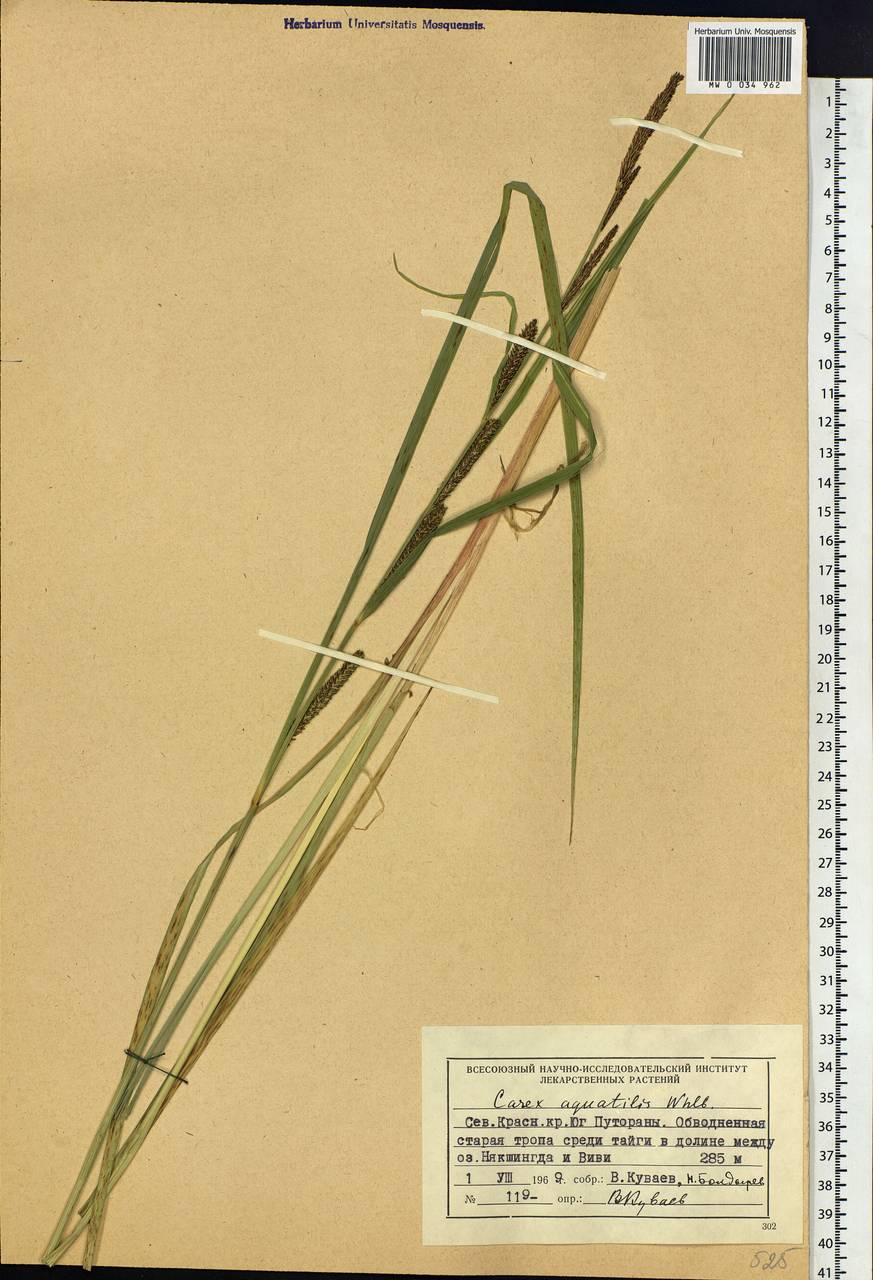 Carex aquatilis Wahlenb., Siberia, Central Siberia (S3) (Russia)