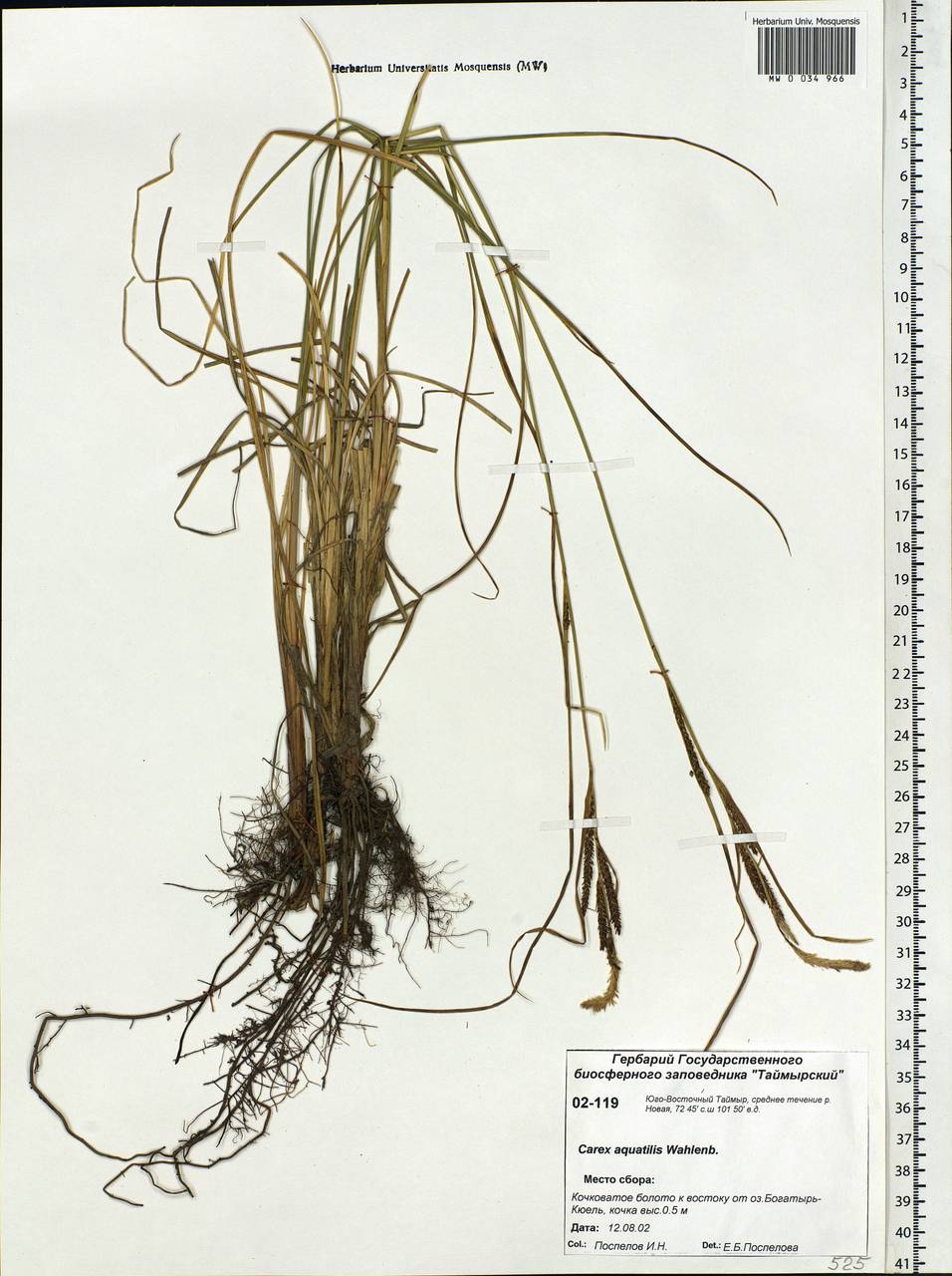 Carex aquatilis Wahlenb., Siberia, Central Siberia (S3) (Russia)