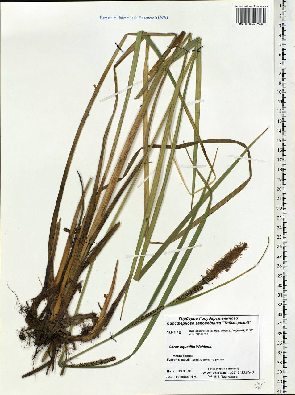 Carex aquatilis Wahlenb., Siberia, Central Siberia (S3) (Russia)