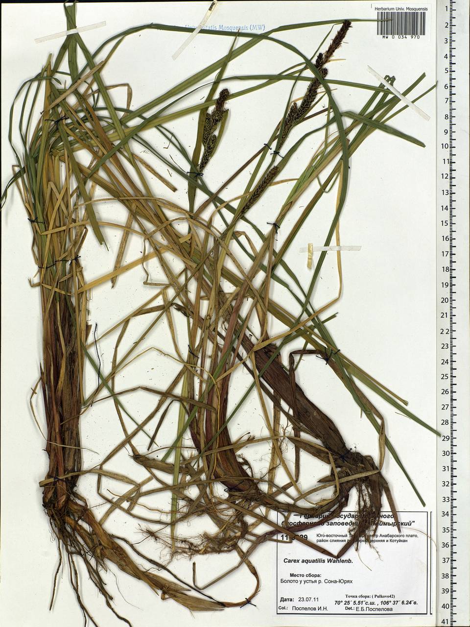 Carex aquatilis Wahlenb., Siberia, Central Siberia (S3) (Russia)