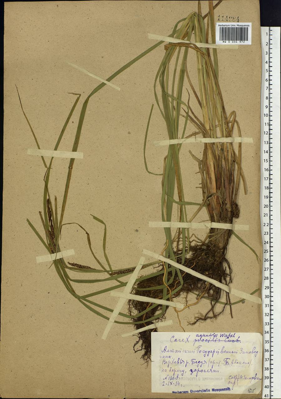 Carex aquatilis Wahlenb., Siberia, Altai & Sayany Mountains (S2) (Russia)