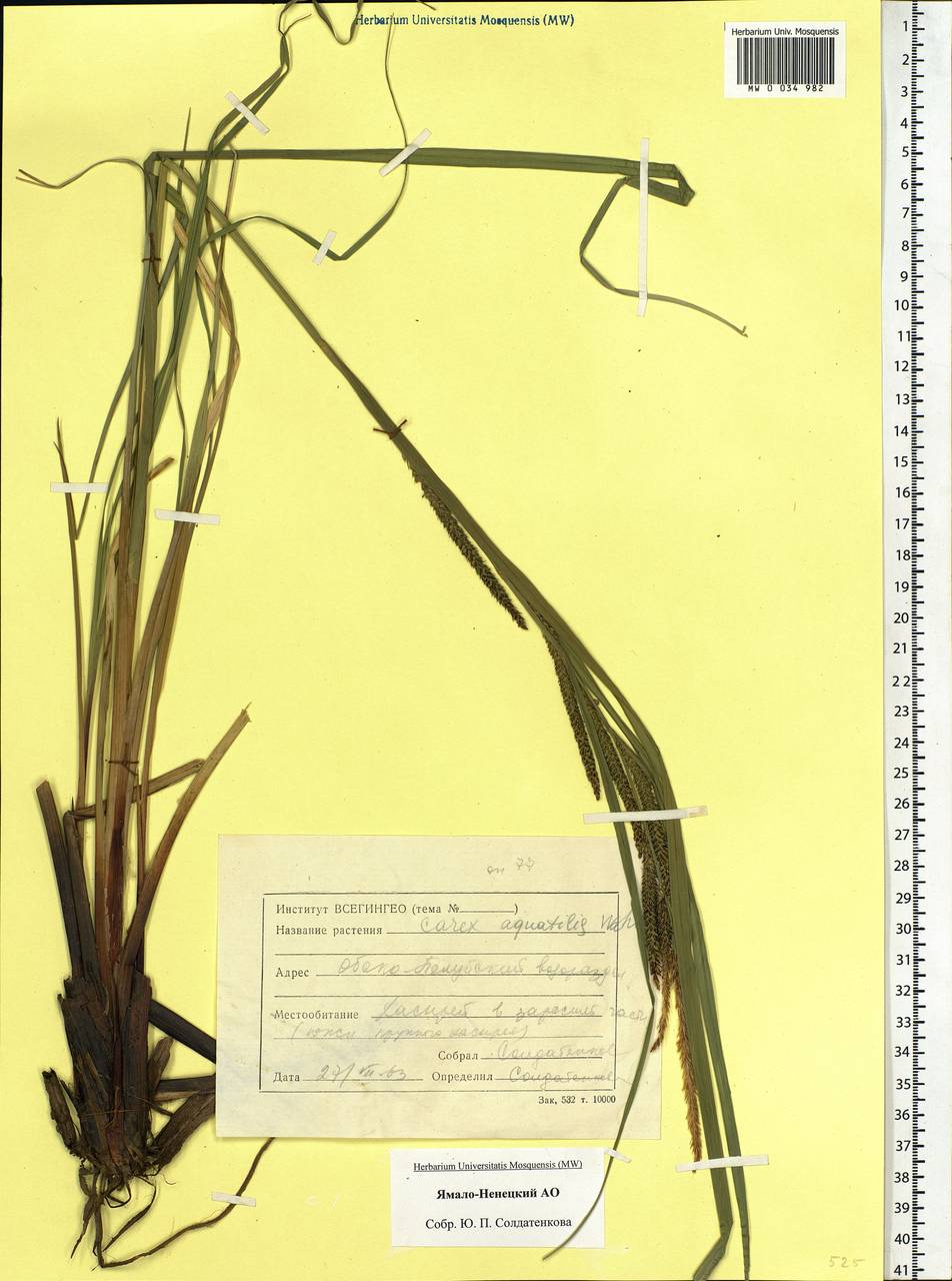 Carex aquatilis Wahlenb., Siberia, Western Siberia (S1) (Russia)