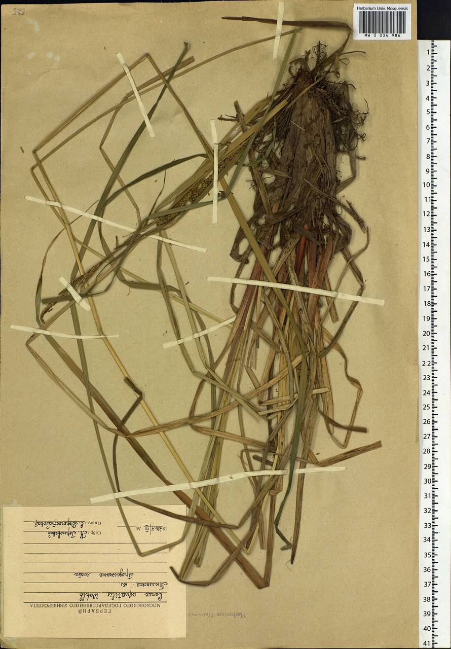 Carex aquatilis Wahlenb., Siberia, Western Siberia (S1) (Russia)