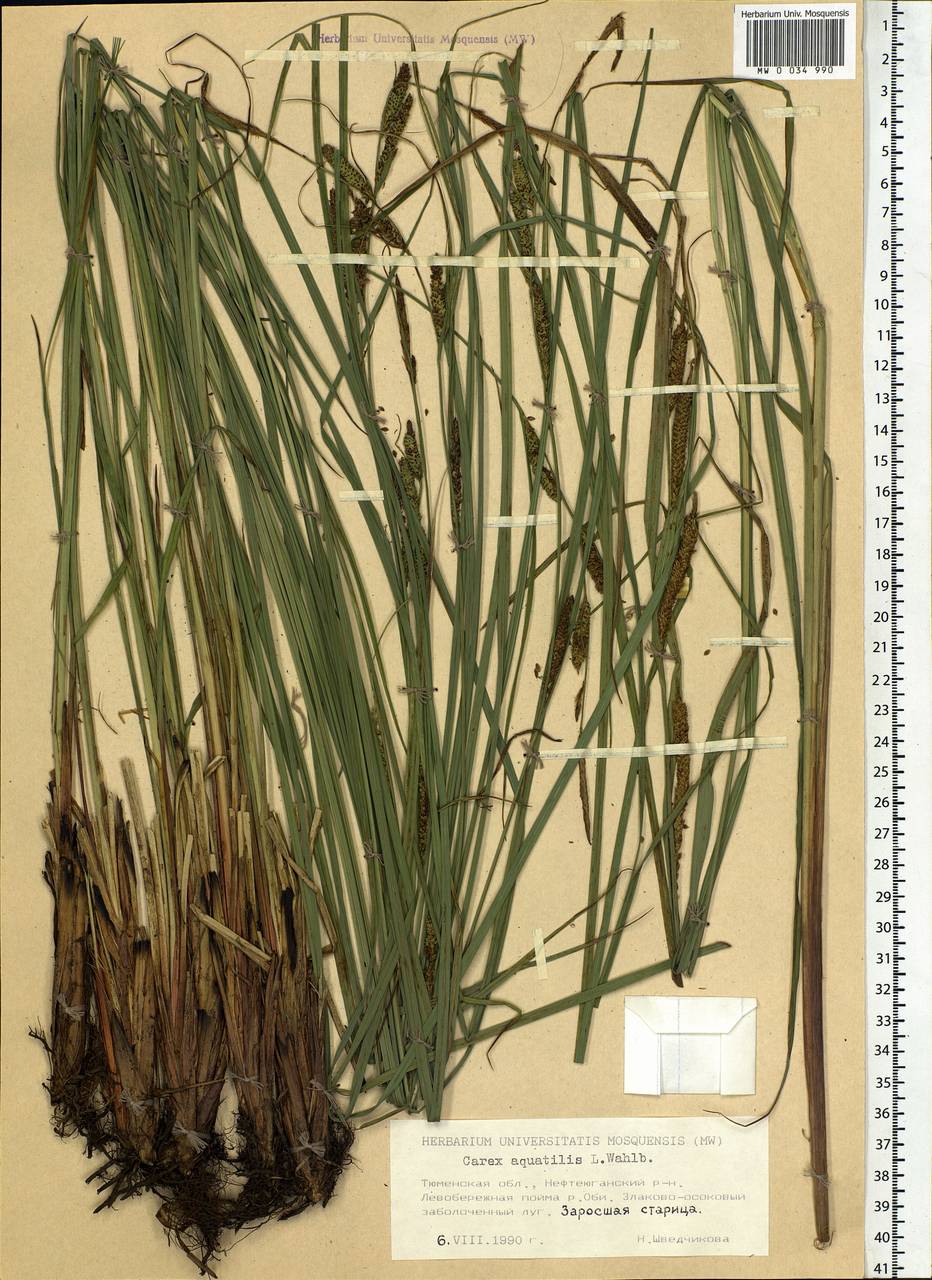 Carex aquatilis Wahlenb., Siberia, Western Siberia (S1) (Russia)