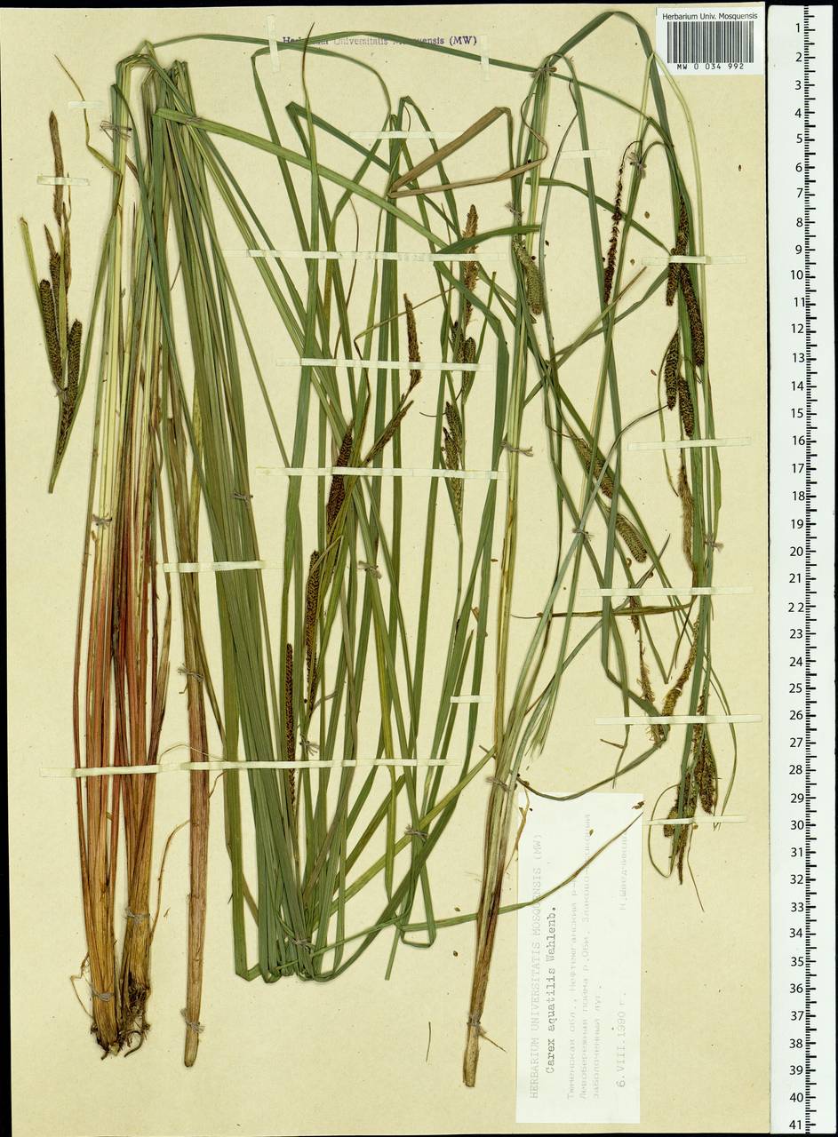 Carex aquatilis Wahlenb., Siberia, Western Siberia (S1) (Russia)