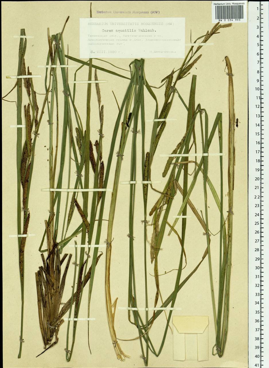 Carex aquatilis Wahlenb., Siberia, Western Siberia (S1) (Russia)